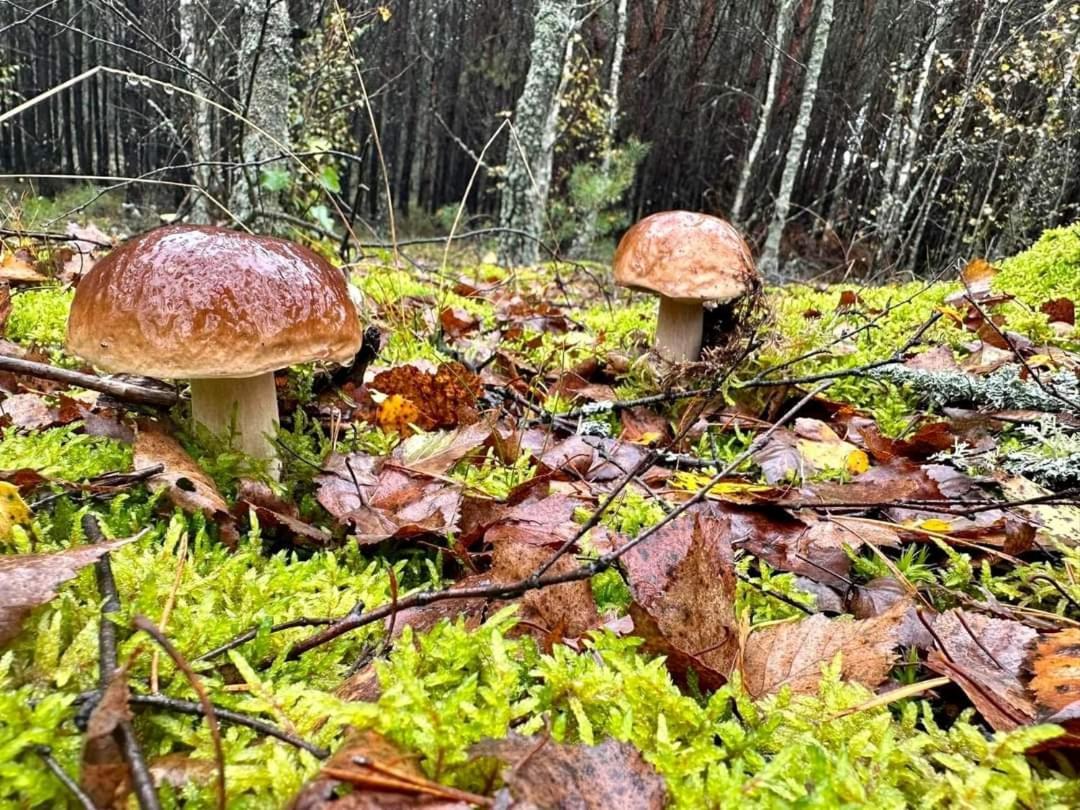 Wypoczynek Kocia Góra Vila Dziemiany Exterior foto