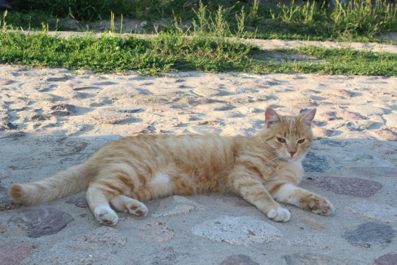Wypoczynek Kocia Góra Vila Dziemiany Exterior foto