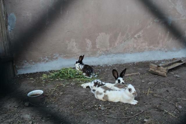 Wypoczynek Kocia Góra Vila Dziemiany Exterior foto